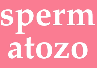 Synonym spermatozo