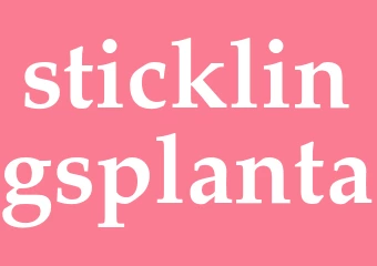 Synonym sticklingsplanta