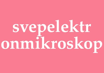 Synonym svepelektronmikroskop