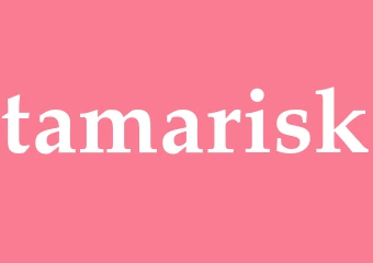 Synonym tamarisk