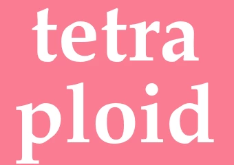 Synonym tetraploid