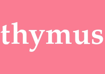 Synonym thymus