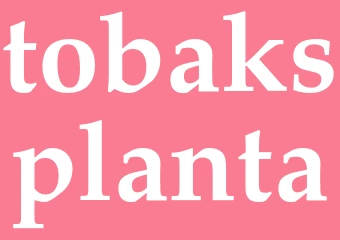 Synonym tobaksplanta
