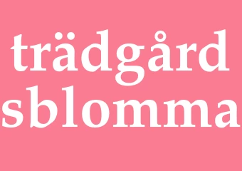 Synonym trädgårdsblomma