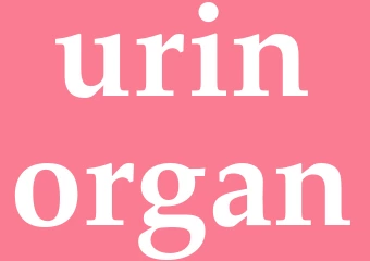 Synonym urinorgan