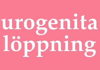 Synonym urogenitalöppning