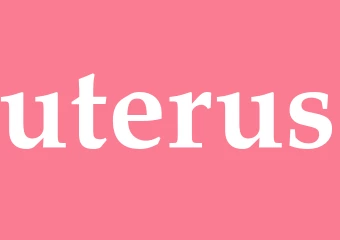 Synonym uterus