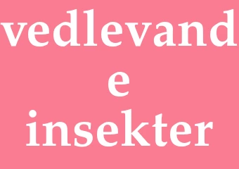 Synonym vedlevande insekter