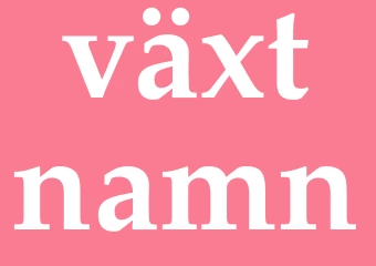 Synonym växtnamn