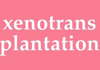Synonym xenotransplantation