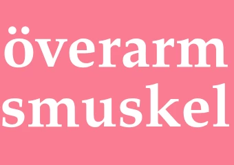 Synonym överarmsmuskel
